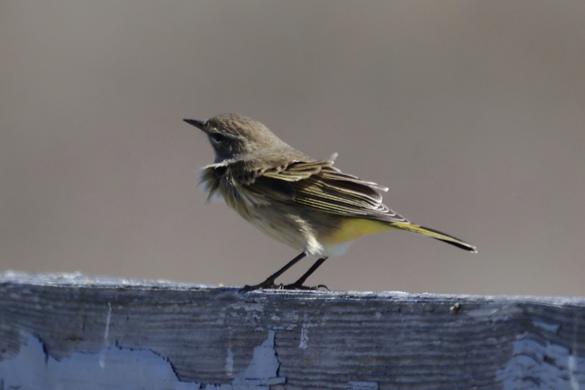 Palm Warbler - ML643247951