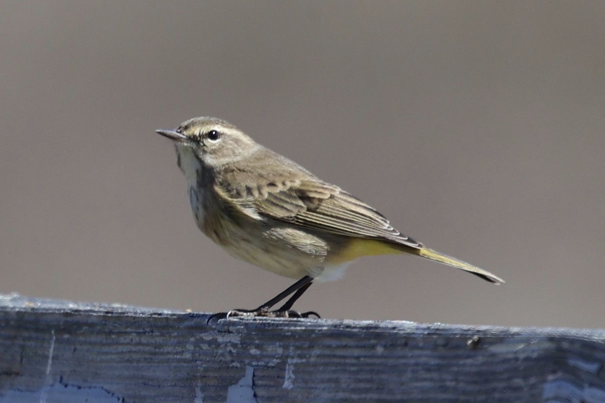 Palm Warbler - ML643247952