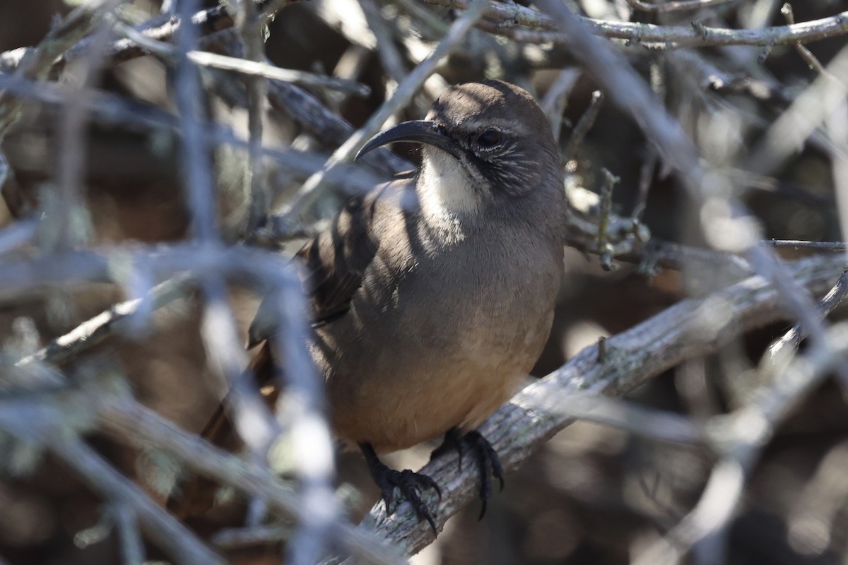 California Thrasher - ML643247975