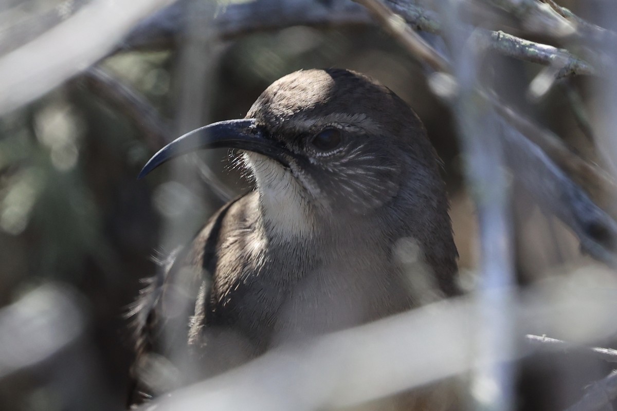 California Thrasher - ML643247977