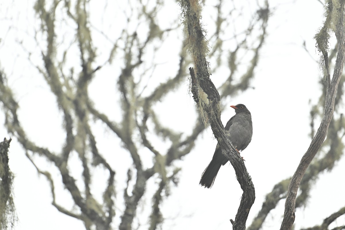 Great Thrush - ML643247983