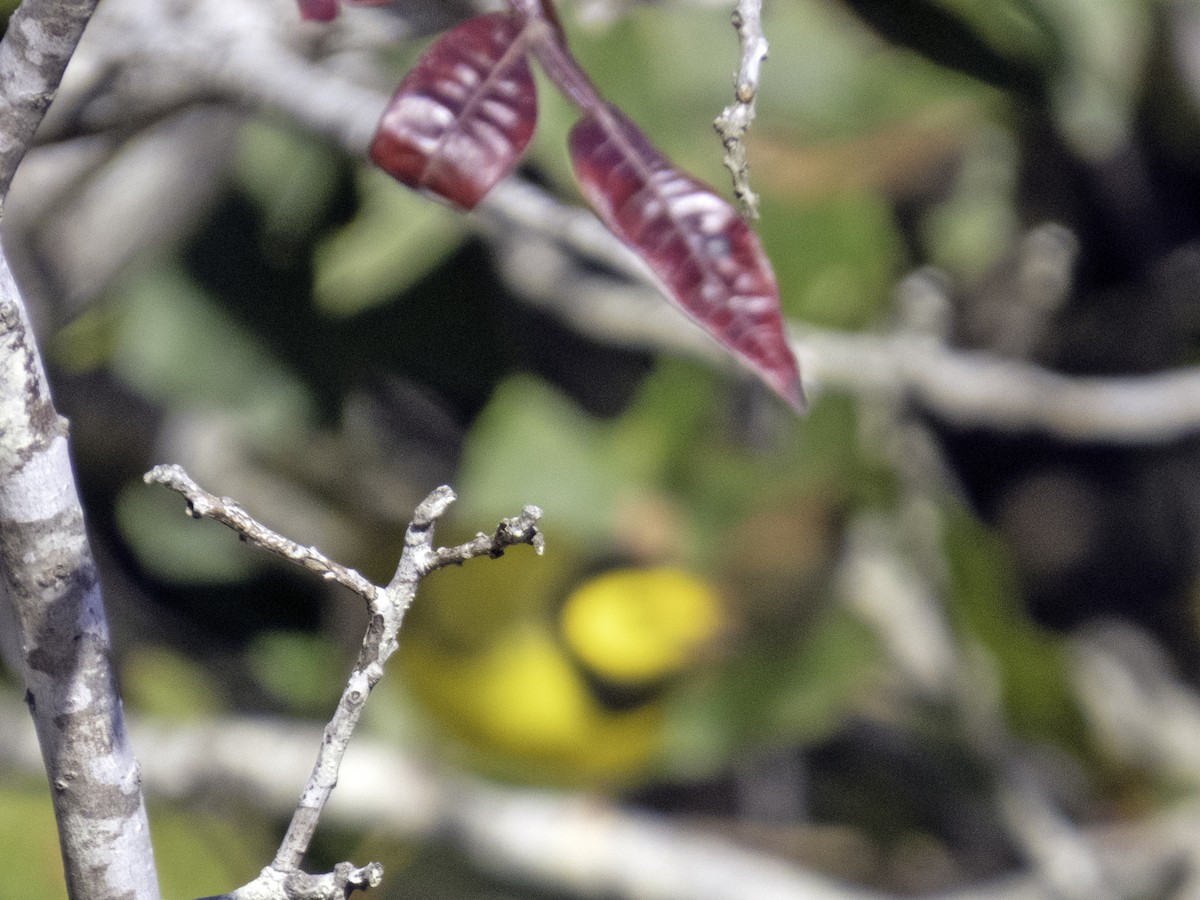 Hooded Warbler - ML643247988