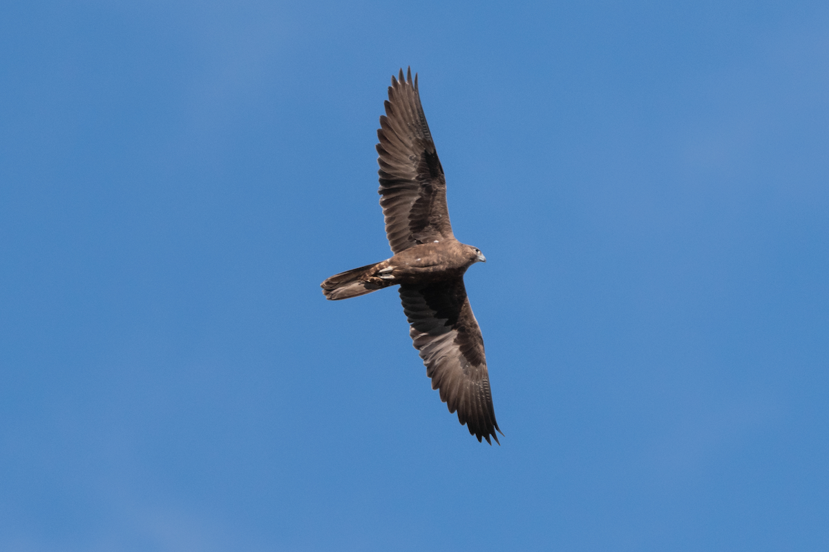 Black Falcon - ML643247990