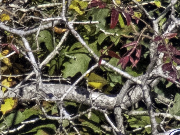 Hooded Warbler - ML643247993