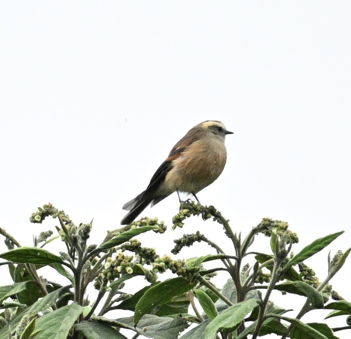 Brown-backed Chat-Tyrant - ML643247994