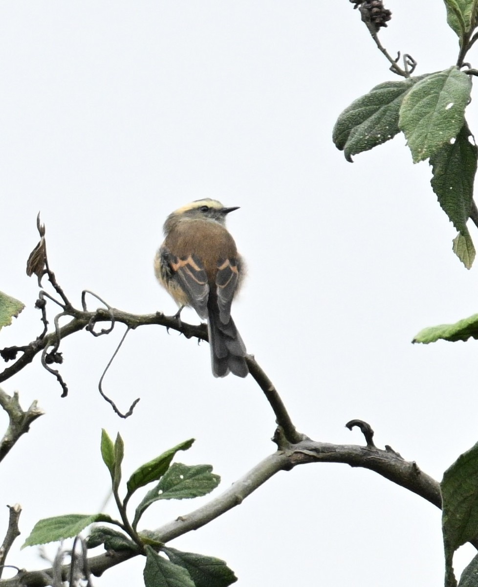 Brown-backed Chat-Tyrant - ML643247996