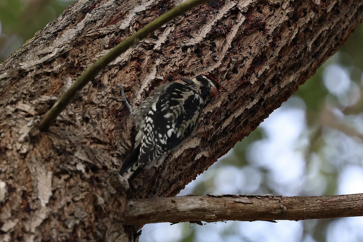 Red-naped Sapsucker - ML643248027