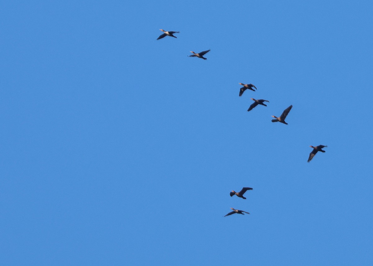 Double-crested Cormorant - ML643248029