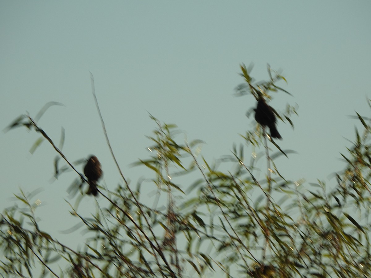 Red-winged Blackbird - ML643248043