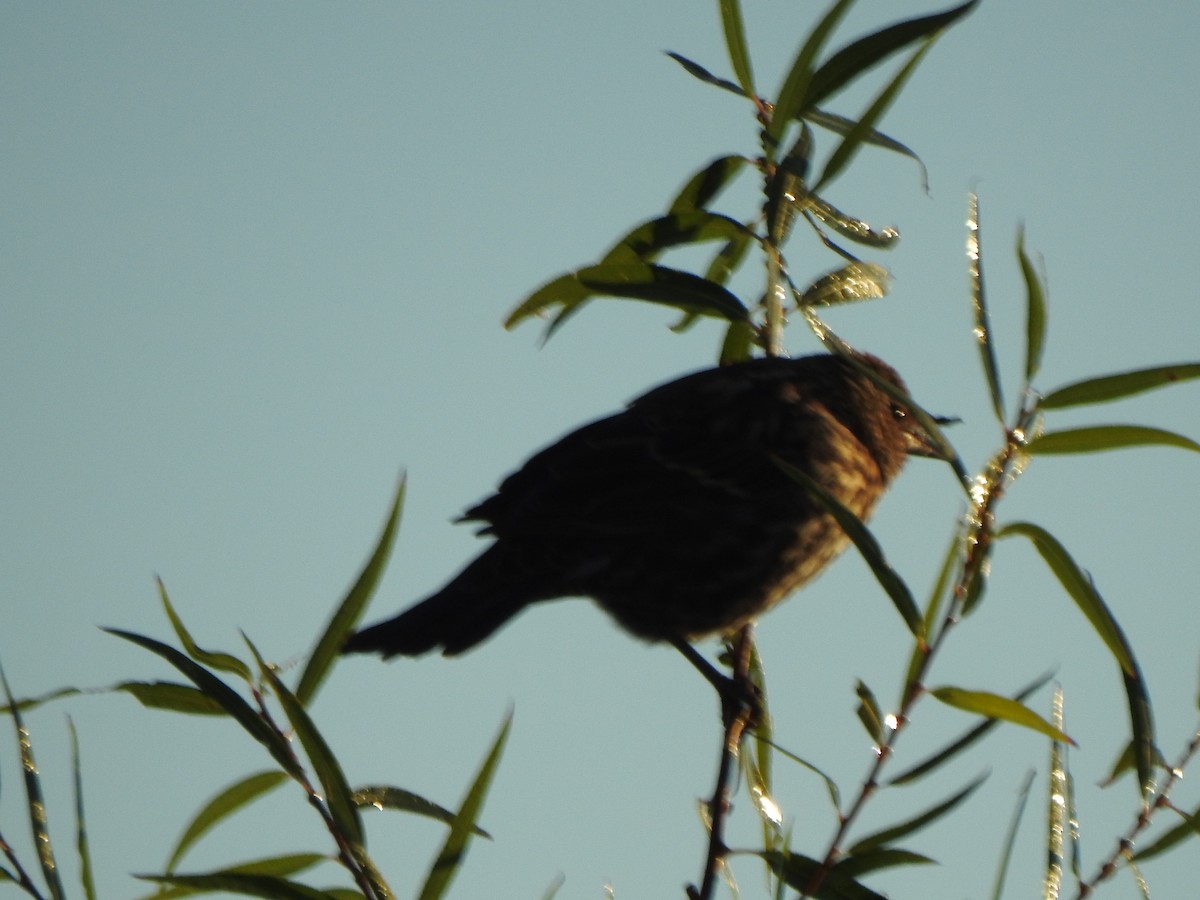 Red-winged Blackbird - ML643248044