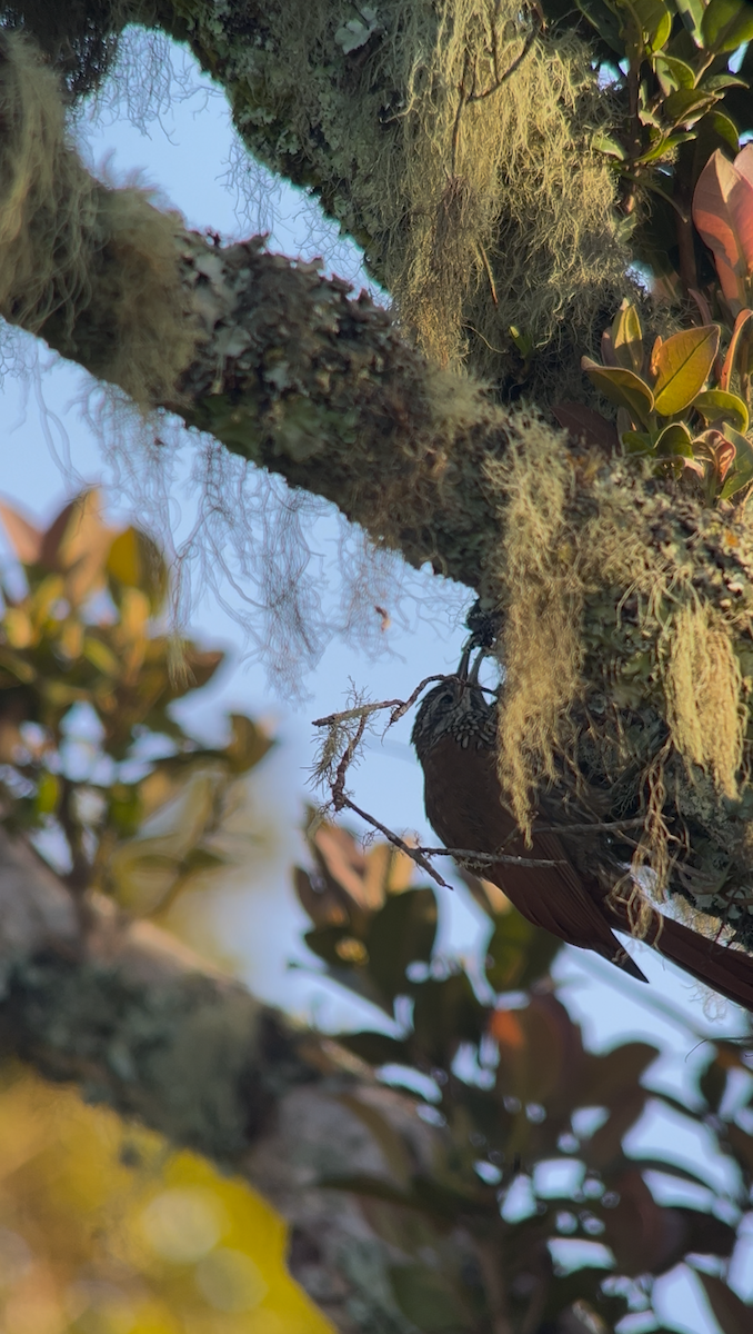 Montane Woodcreeper - ML643248049