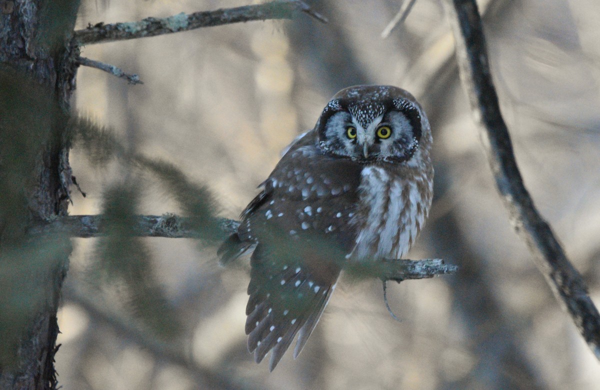 Савагт ариан - ML643248058