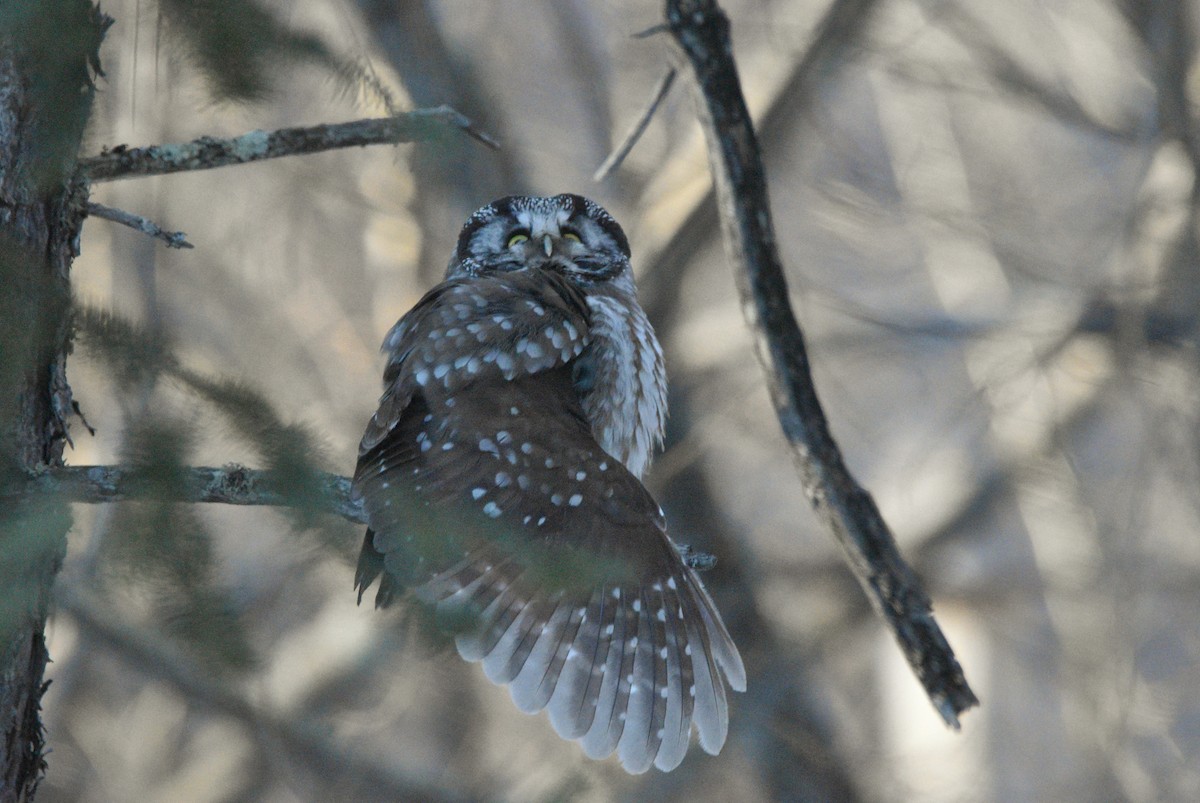 Савагт ариан - ML643248059