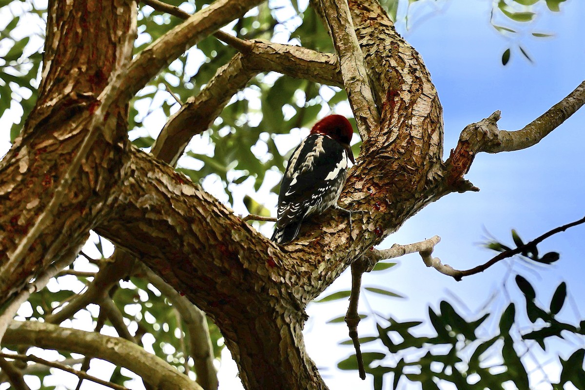 Red-breasted Sapsucker - ML643248061