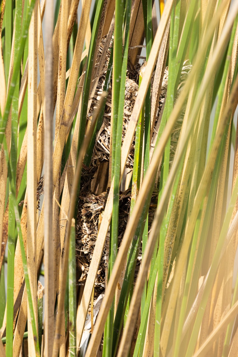 Wren-like Rushbird - ML643248092
