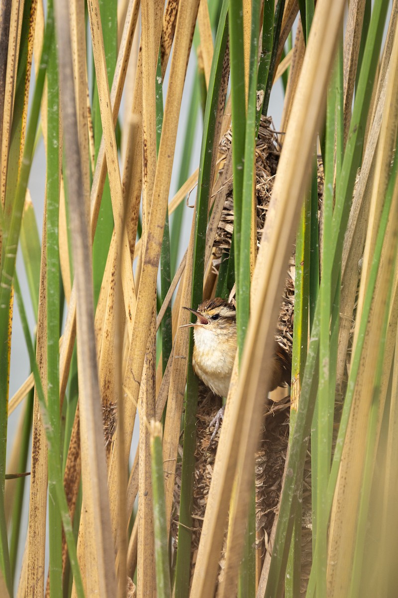 Wren-like Rushbird - ML643248093