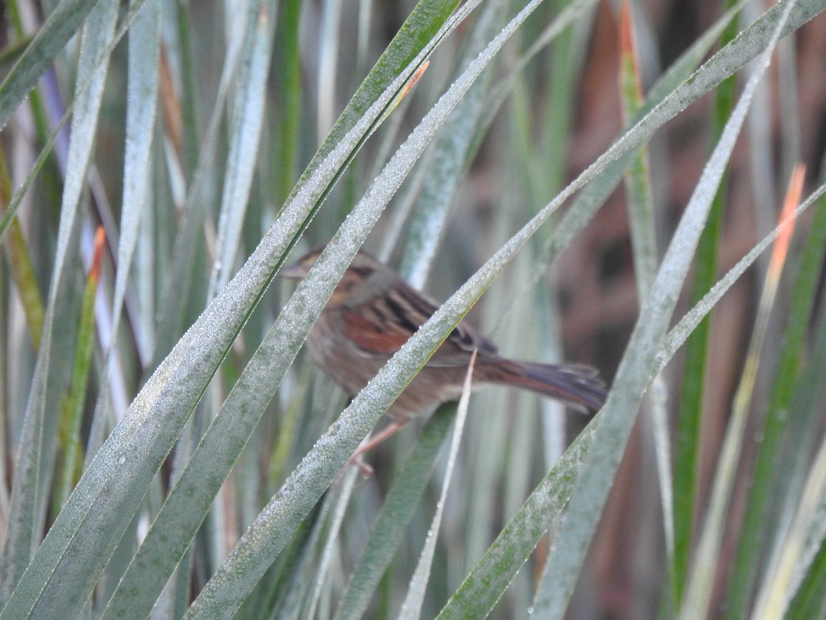 Swamp Sparrow - ML643248098