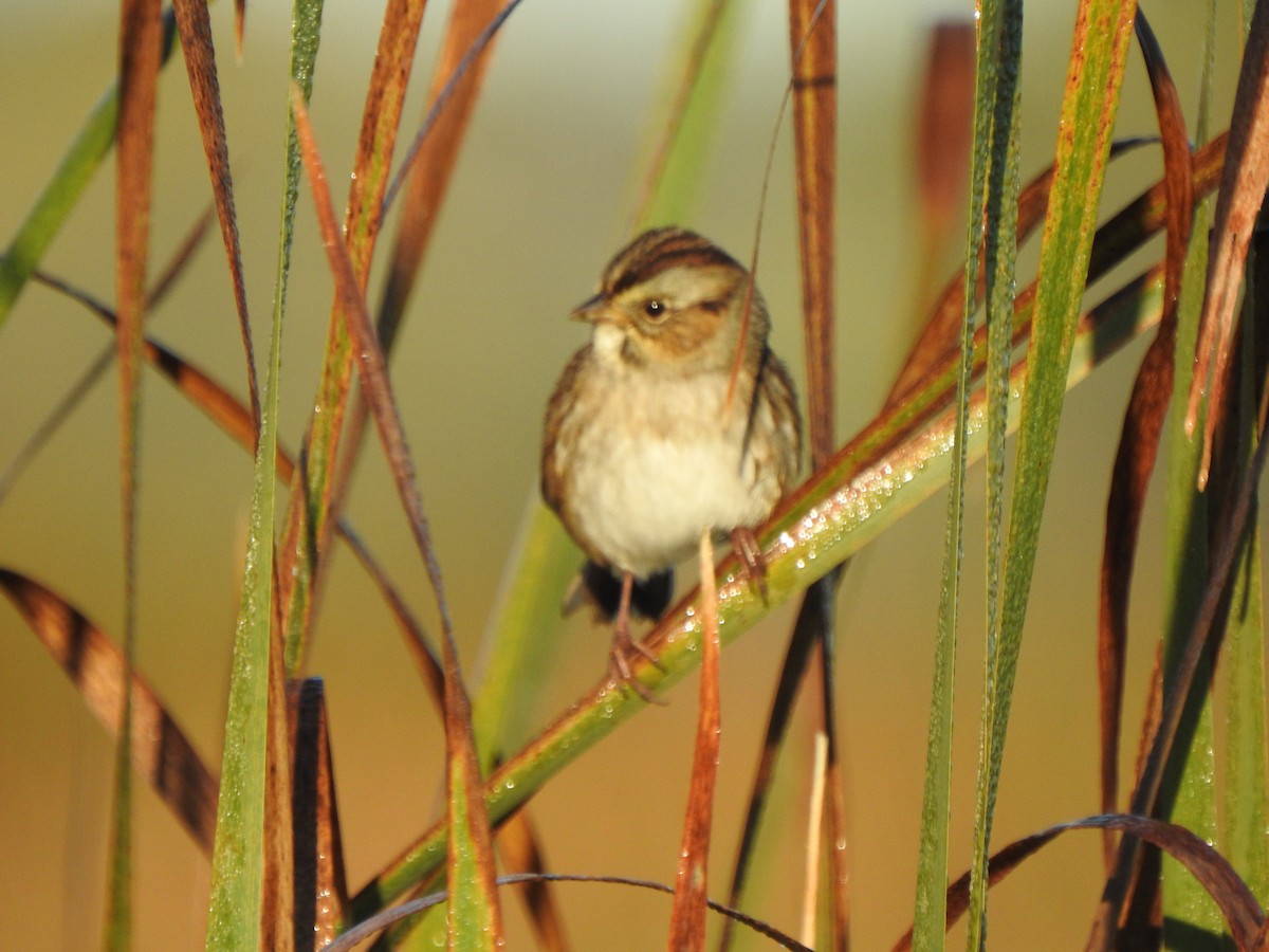 Swamp Sparrow - ML643248099