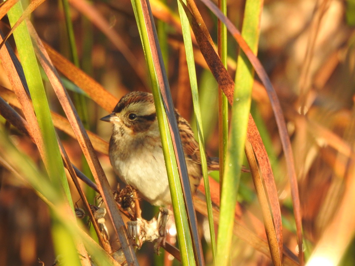 Swamp Sparrow - ML643248101