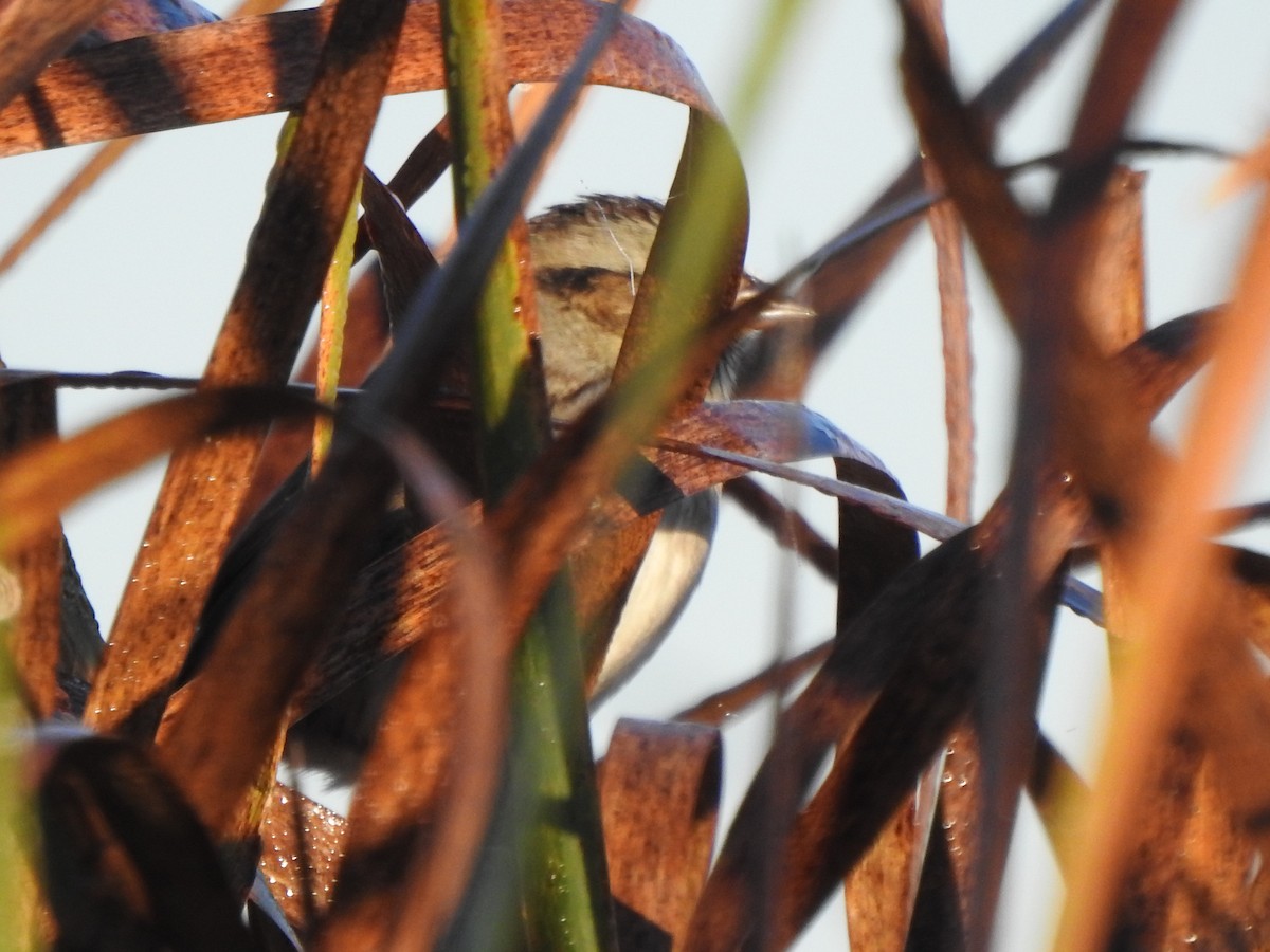 Swamp Sparrow - ML643248102