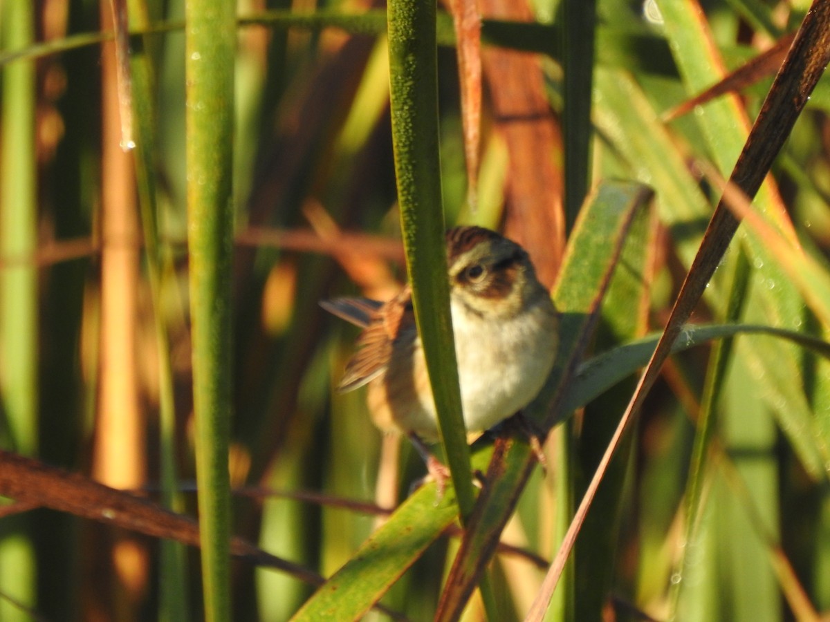 Swamp Sparrow - ML643248103