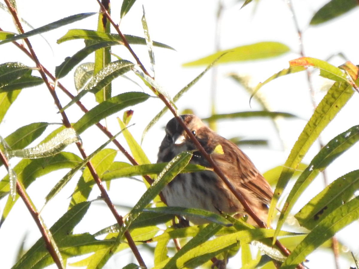 Song Sparrow - ML643248110