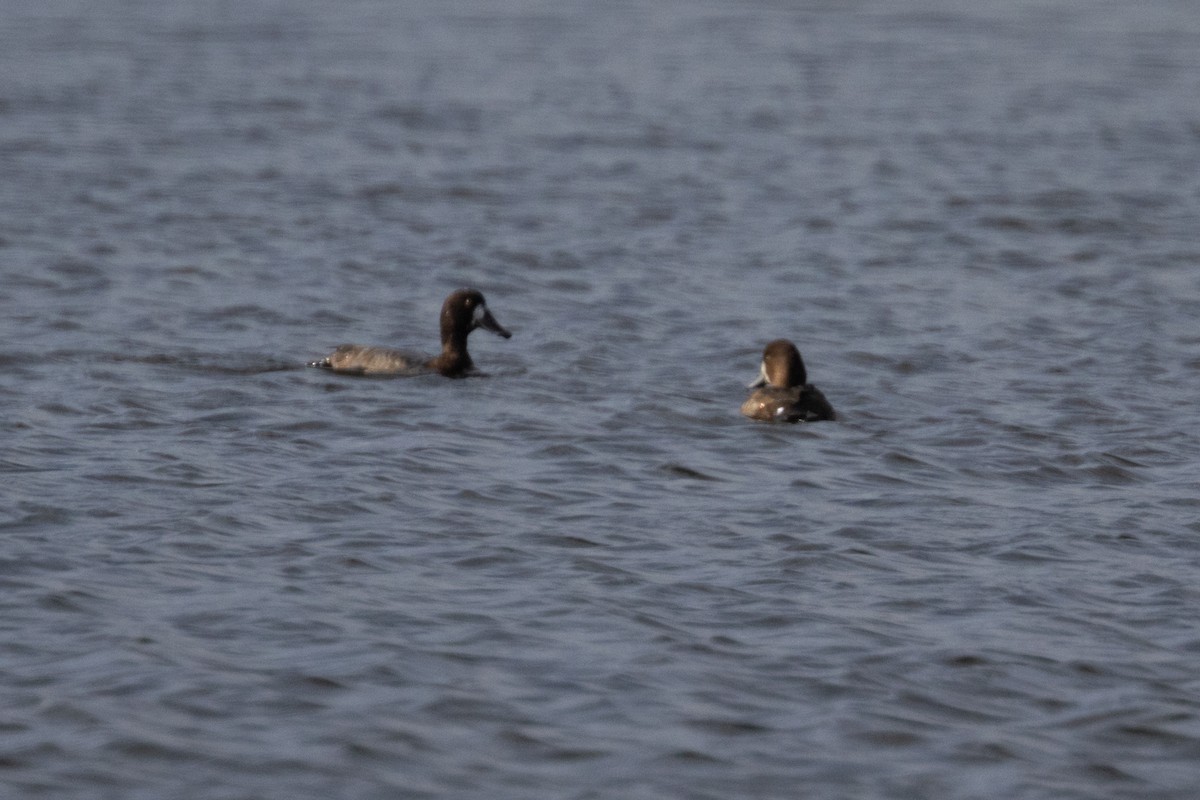 Greater Scaup - ML643248126
