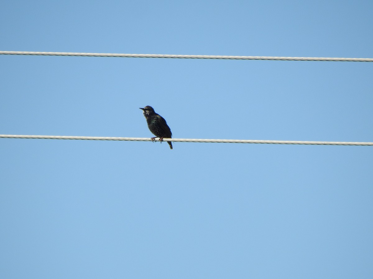 歐洲椋鳥 - ML643248138