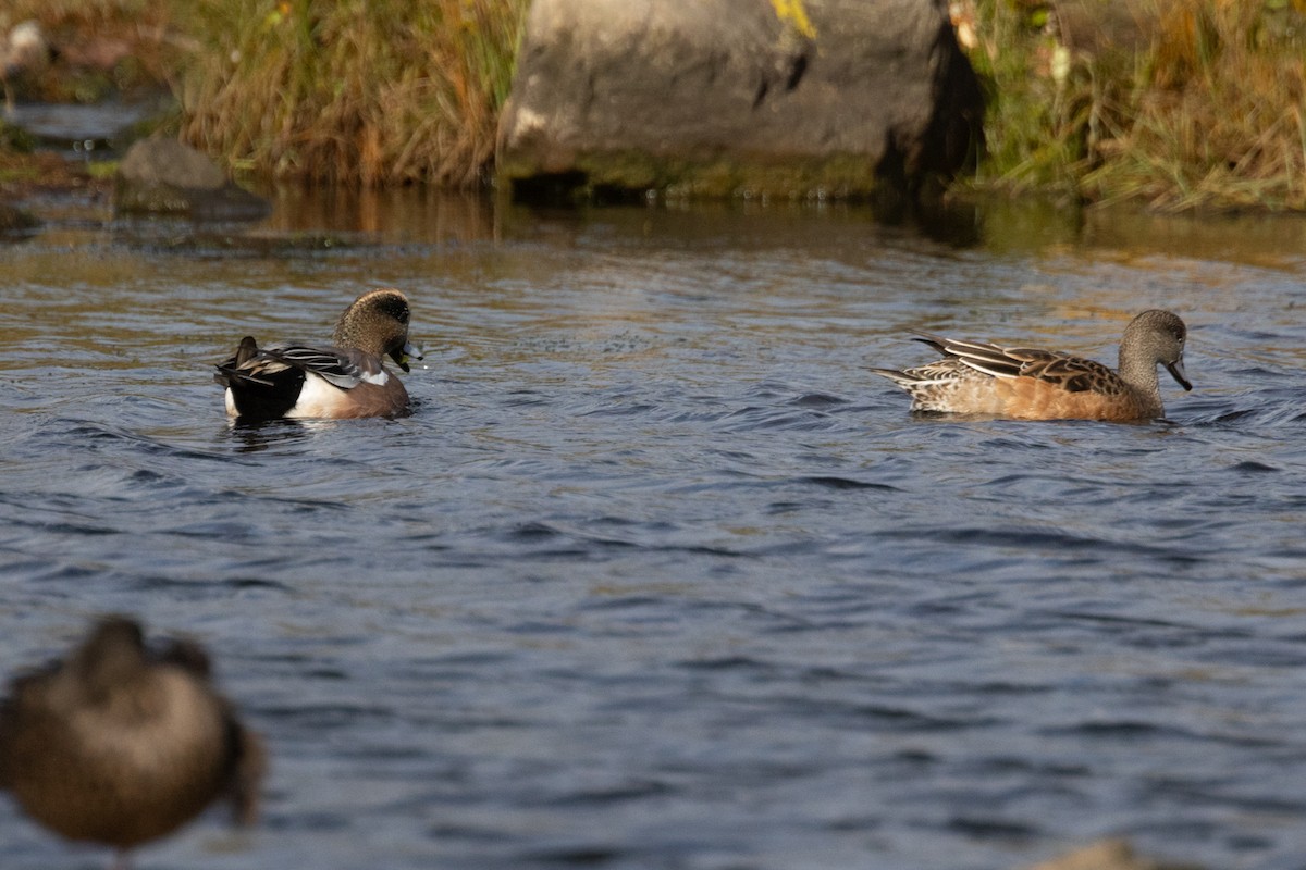 American Wigeon - ML643248141