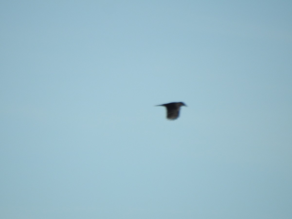 American Crow - ML643248149