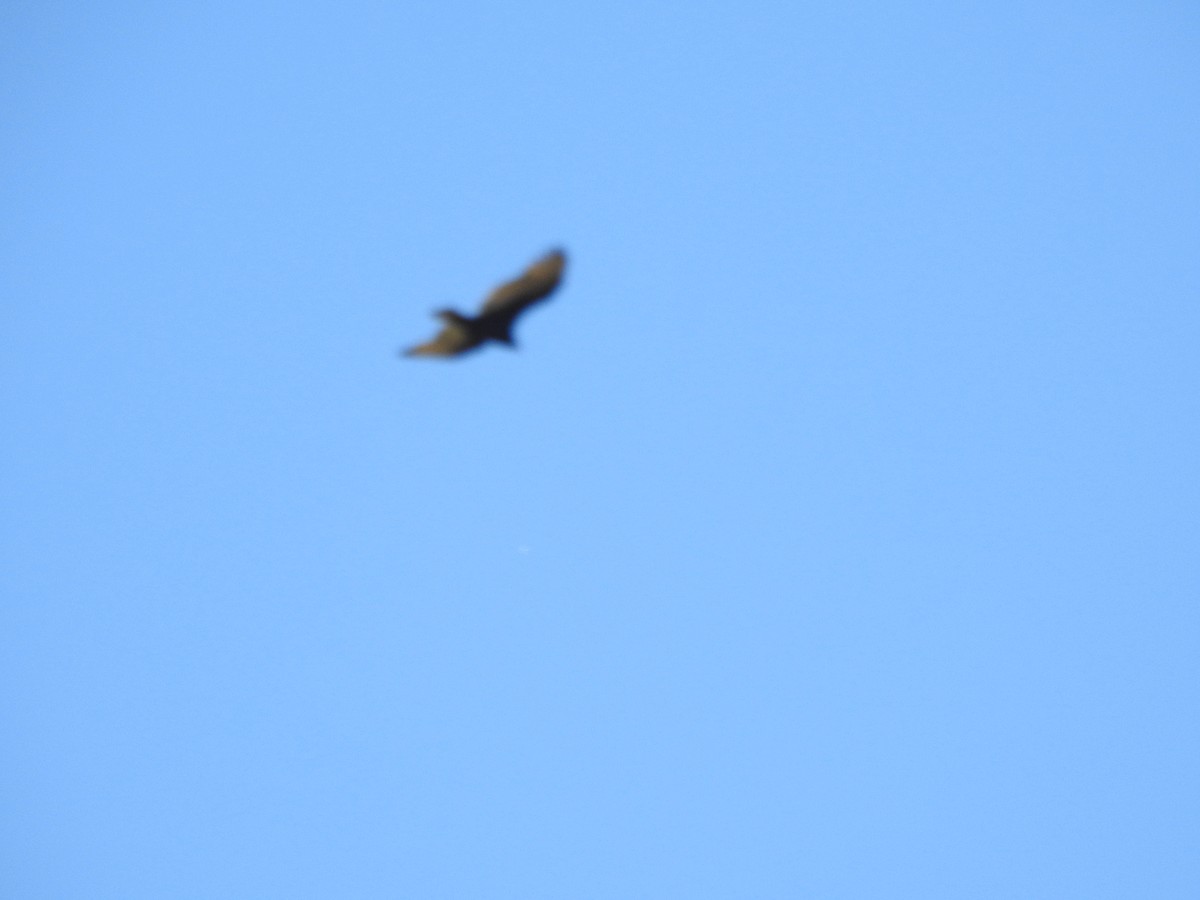 Turkey Vulture - ML643248155