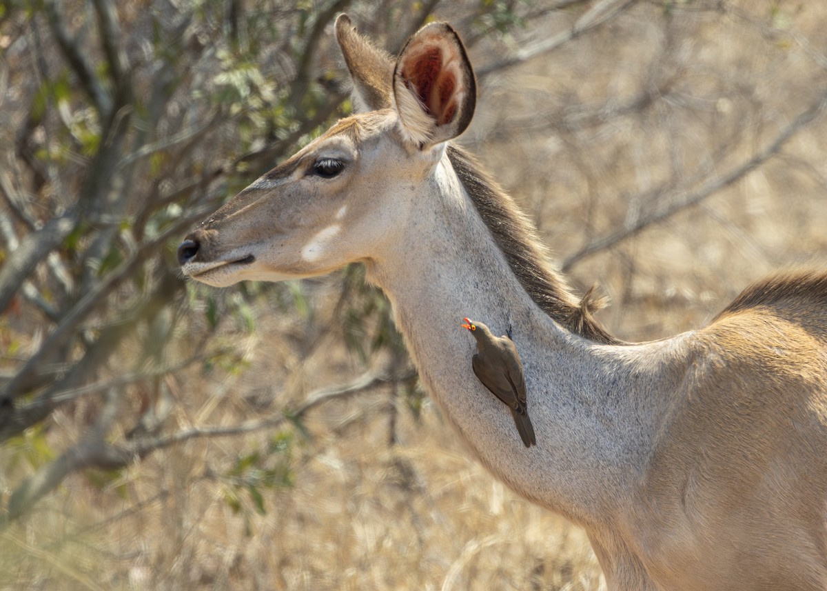 Red-billed Oxpecker - ML643248163