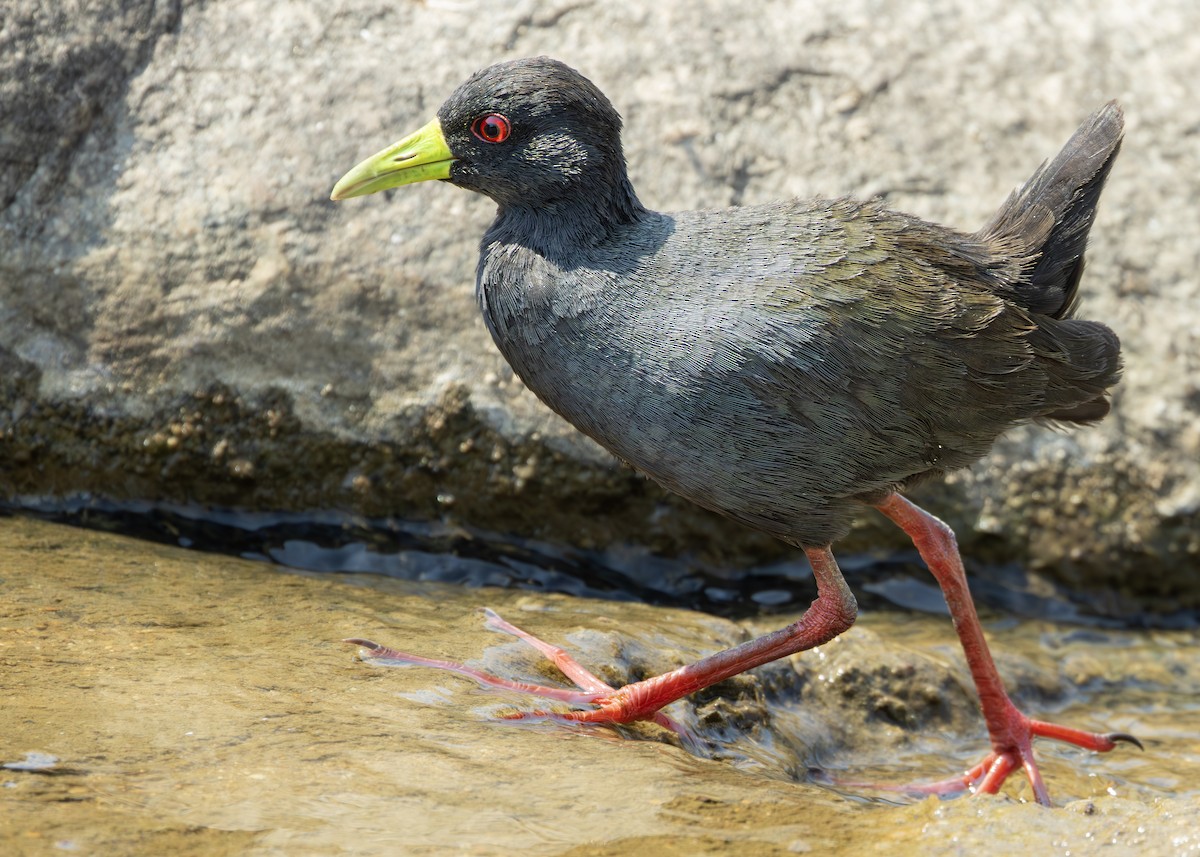 Black Crake - ML643248193