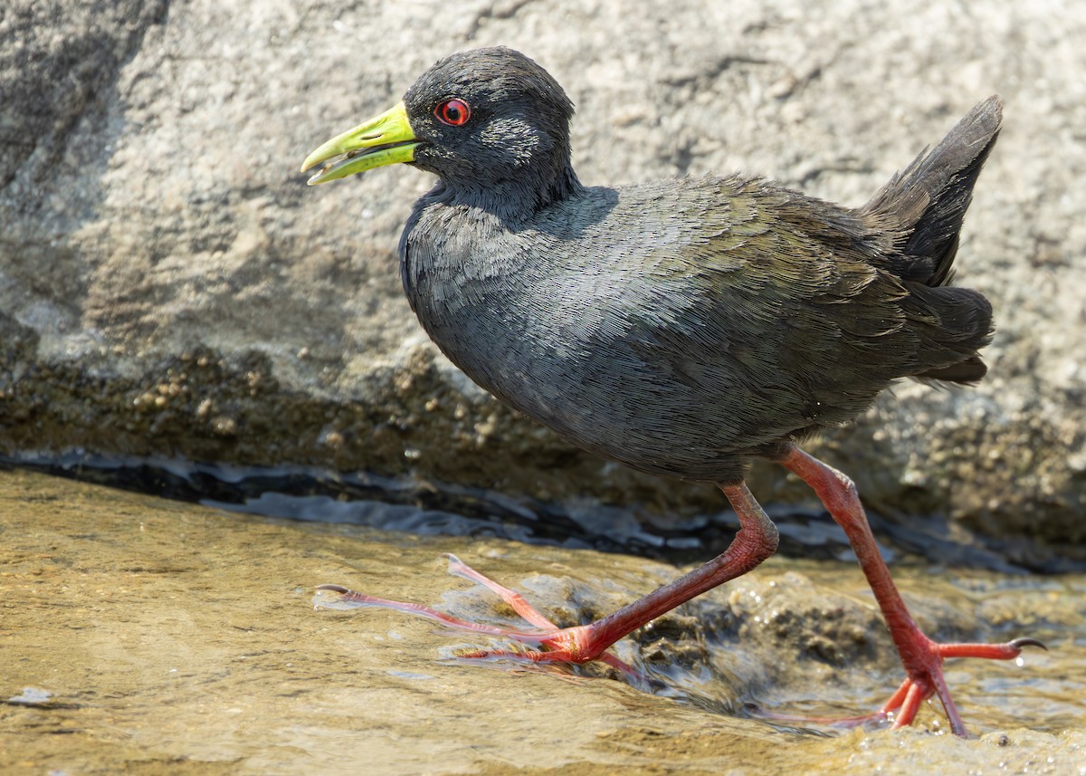 Black Crake - ML643248194