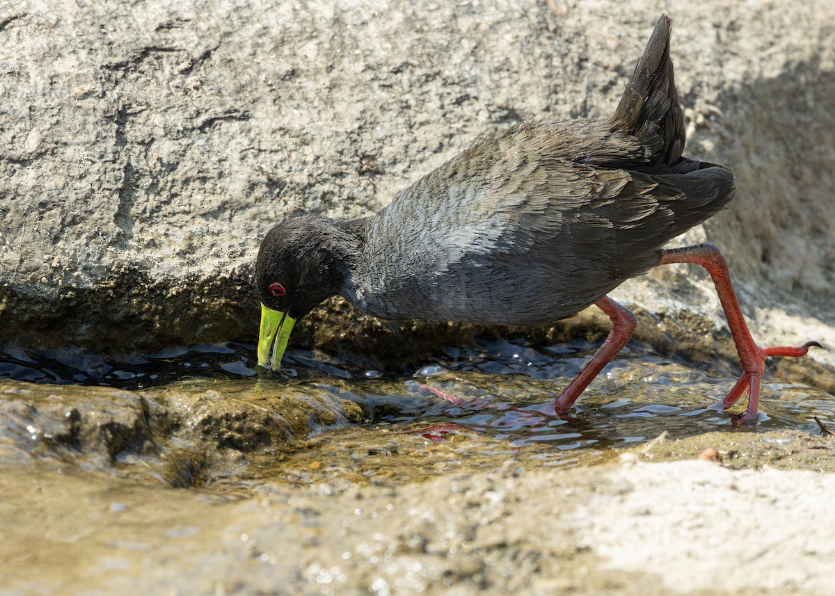 Black Crake - ML643248195