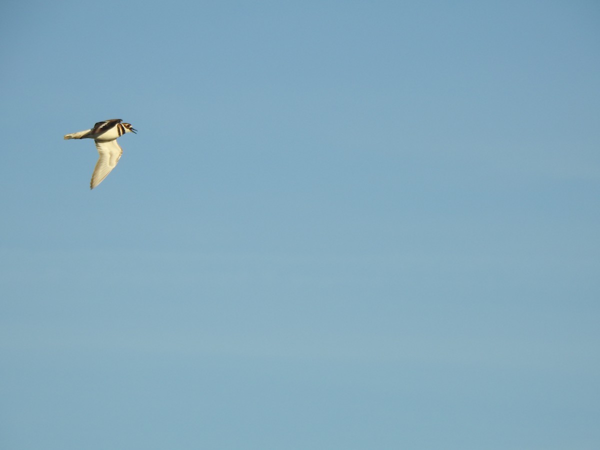 Killdeer - ML643248197