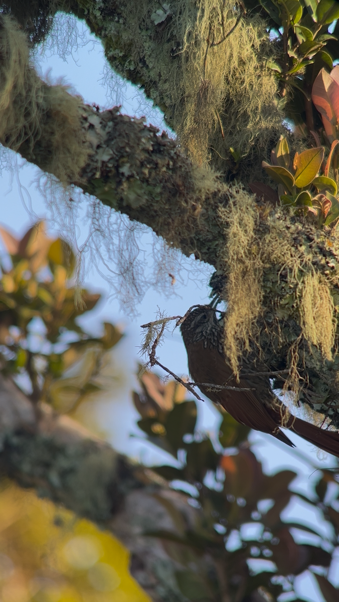 Montane Woodcreeper - ML643248248