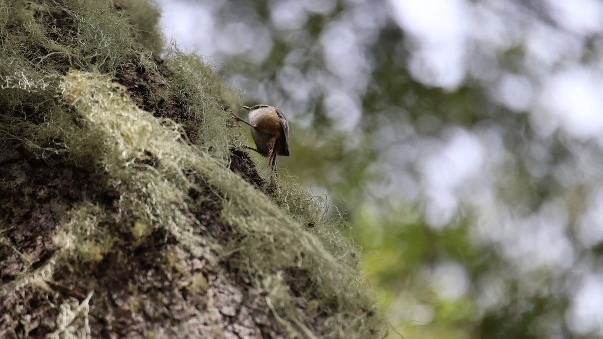 Thorn-tailed Rayadito - ML643248256
