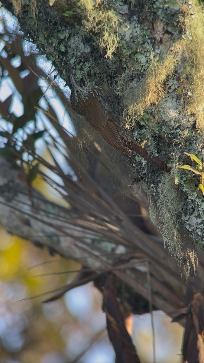 Montane Woodcreeper - ML643248258