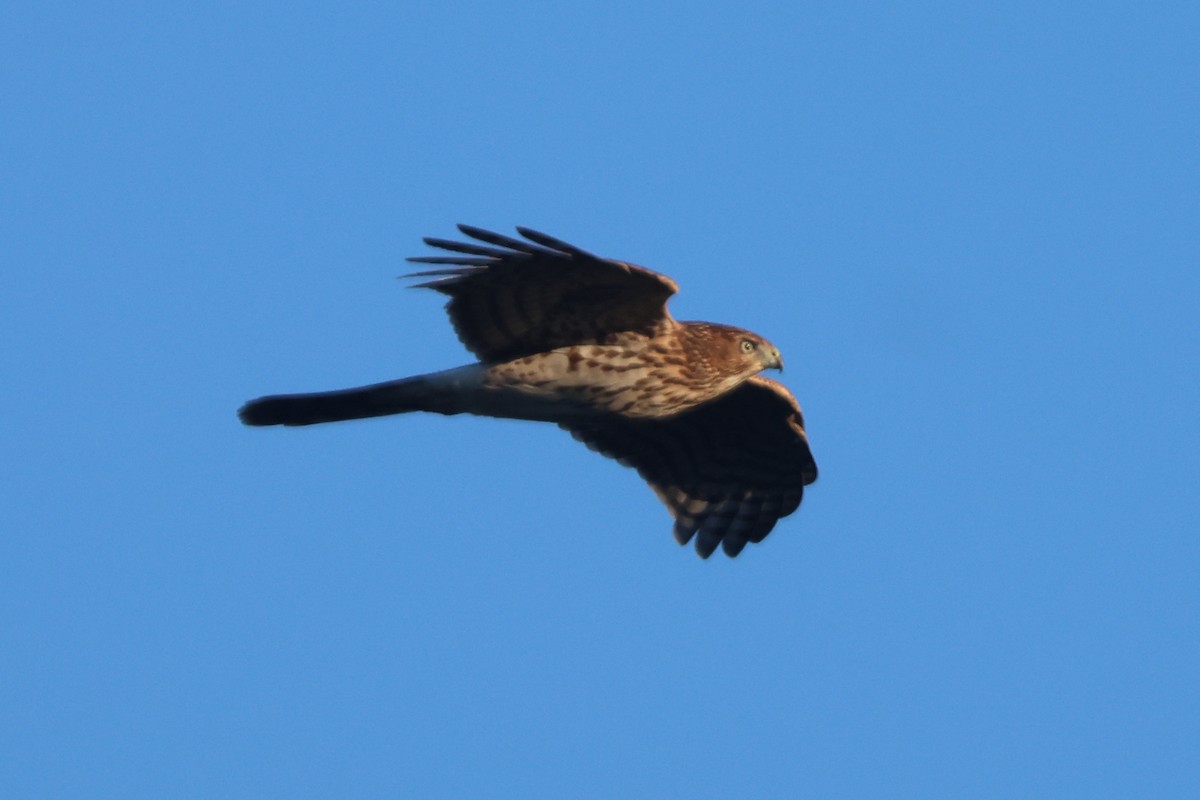 Cooper's Hawk - ML643248267
