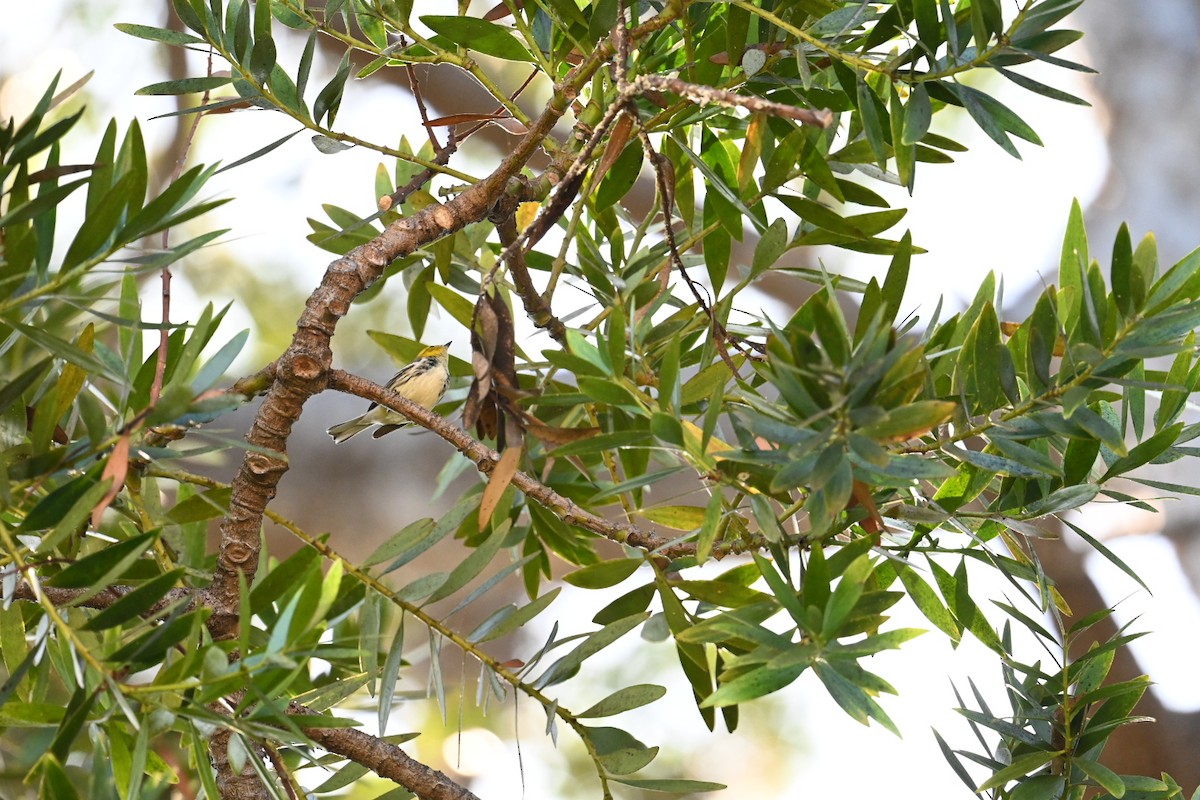 Black-throated Green Warbler - ML643248271