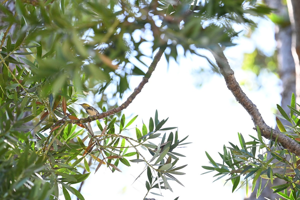 Black-throated Green Warbler - ML643248272