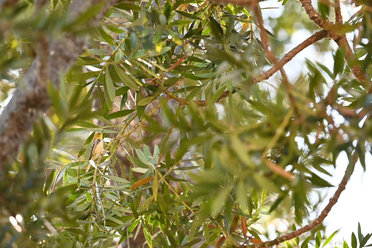 Black-throated Green Warbler - ML643248273