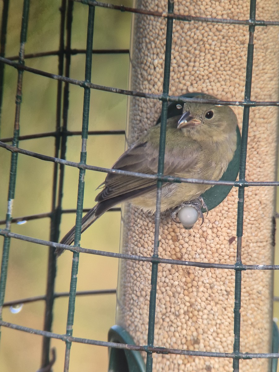 Painted Bunting - ML643248275