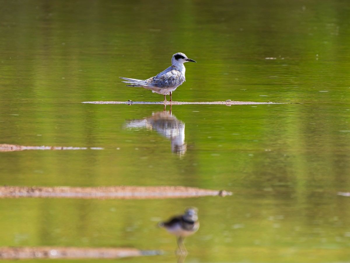 Forster's Tern - ML643248278