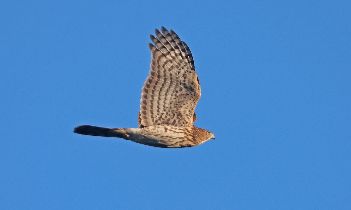 Cooper's Hawk - ML643248287