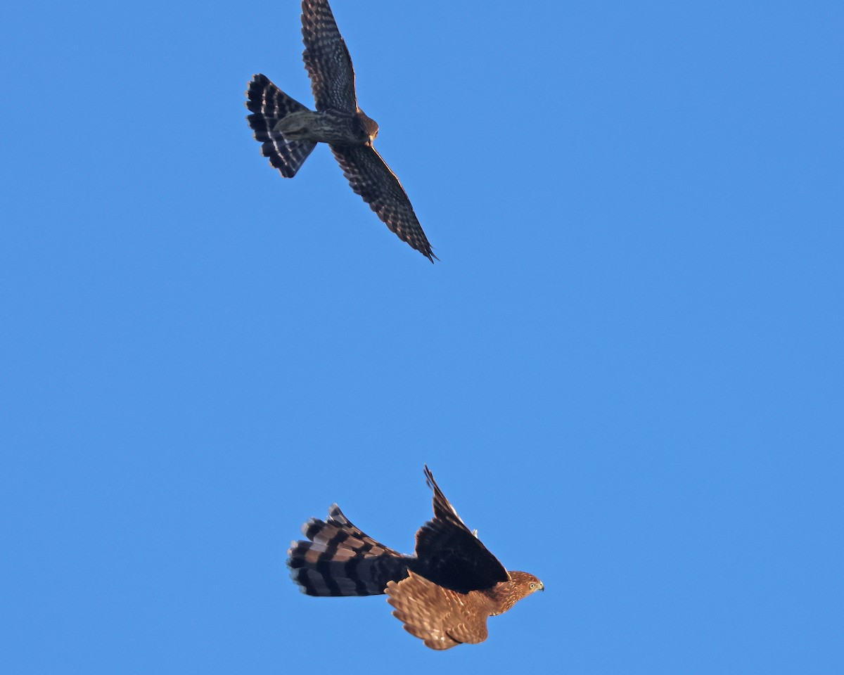Cooper's Hawk - ML643248288