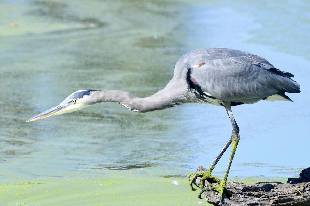 Great Blue Heron - ML643248301