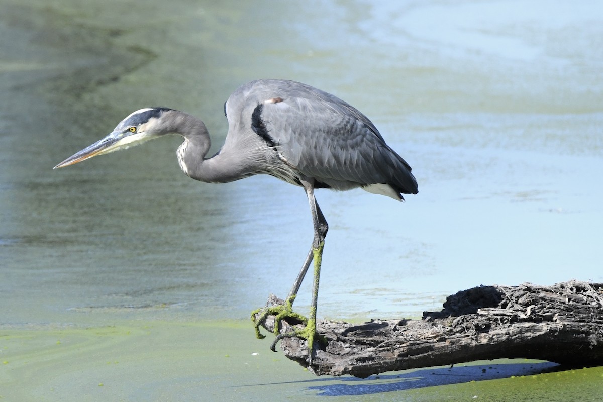 Great Blue Heron - ML643248302