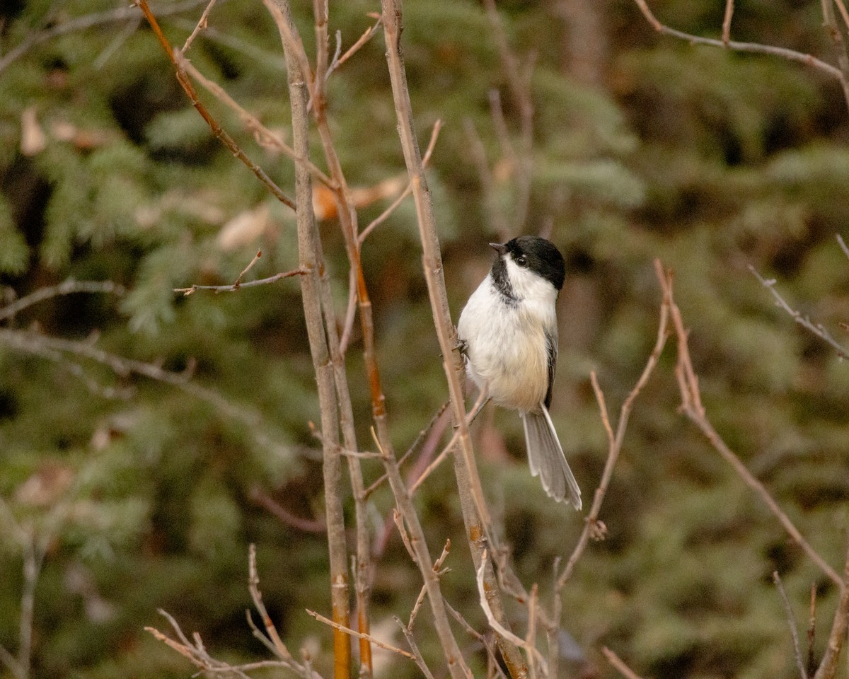 Black-capped Chickadee - ML643248314